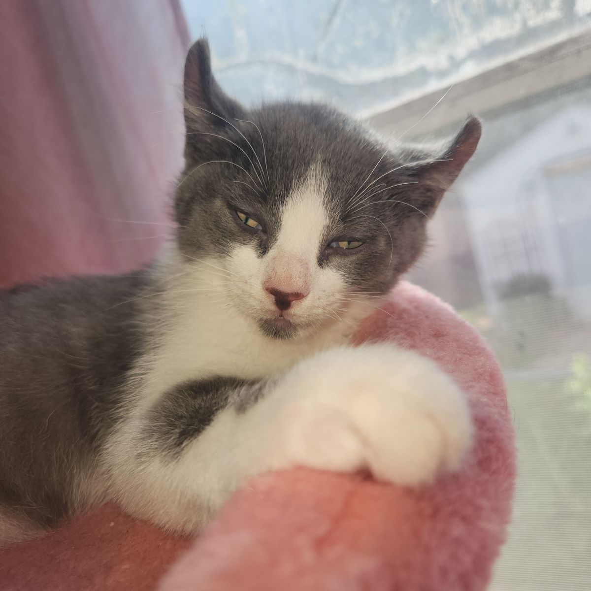 American curl boy 10 weeks old
