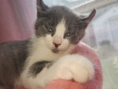 American curl boy 10 weeks old