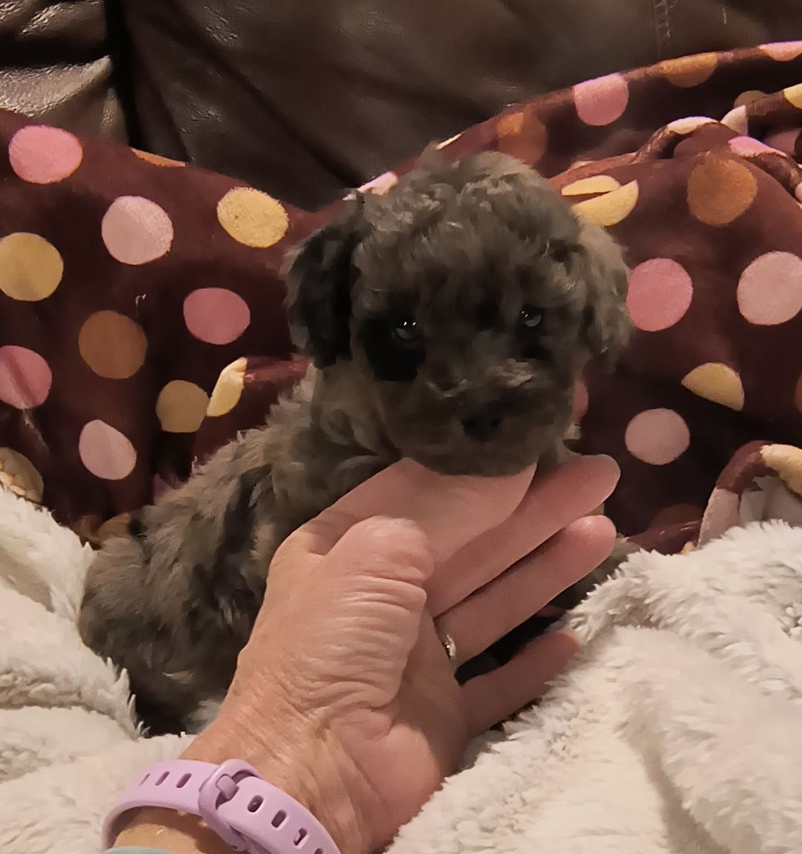 Tiny Multigeneration Cavapoo puppy (Cavalier Poodle)