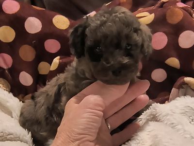 Tiny Multigeneration Cavapoo puppy (Cavalier Poodle)