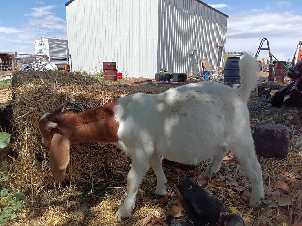 TRADE fullblood ABGA registered buckling 