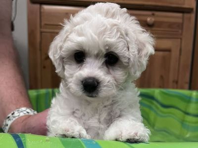 Queen Ann Bichon Frisé (Frise) Puppies - Only 1 Male & 1 Female Left! AKC, Champion Blood Lines - Ready Now!