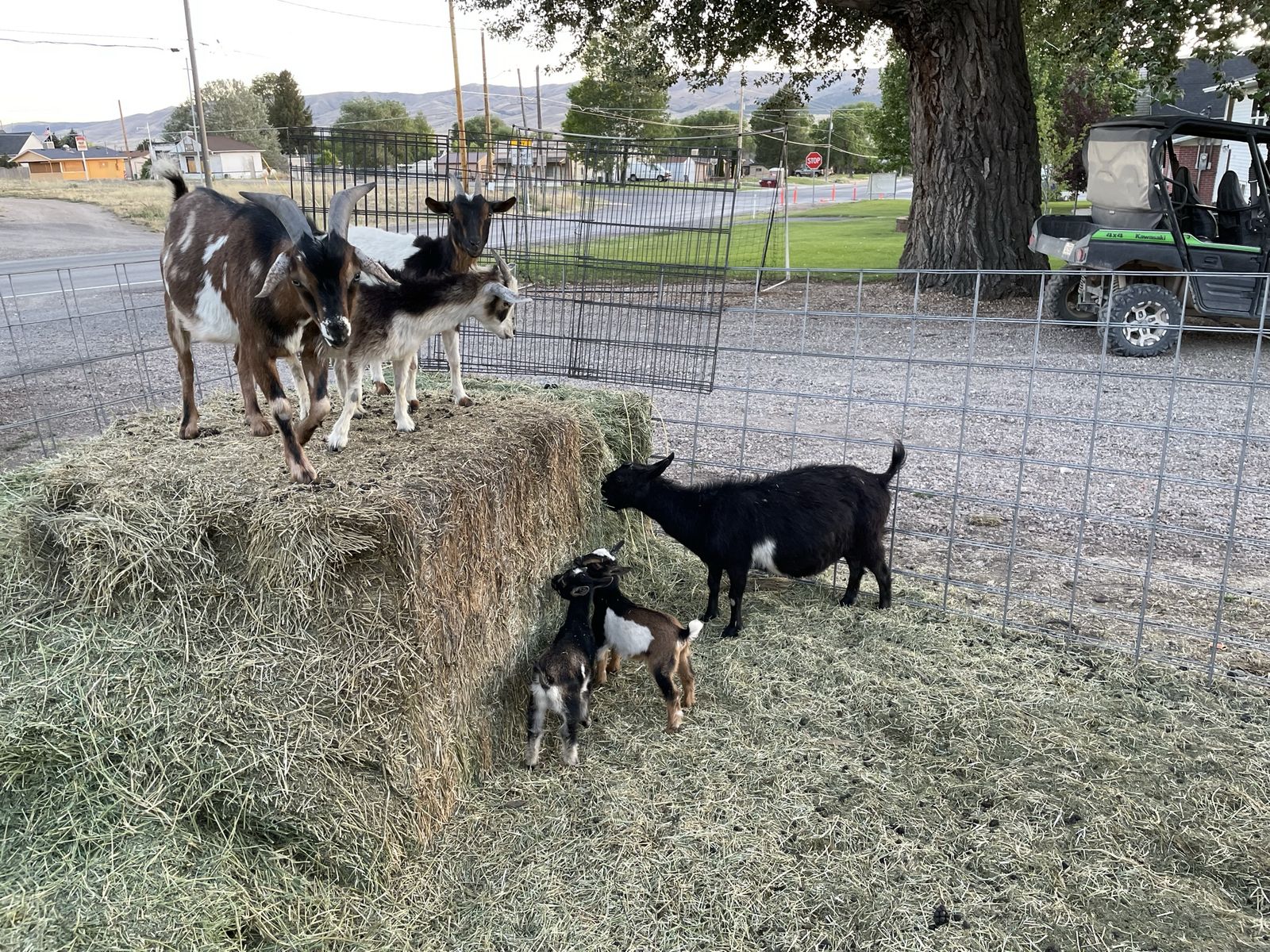 Nigerian dwarf herd
