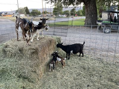 Nigerian dwarf herd