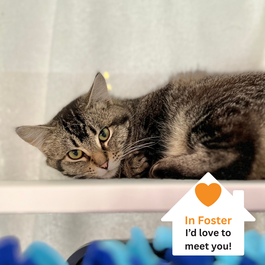 Hello my name is Sparrow