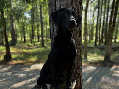 AKC Field-Bred Labrador Retrievers