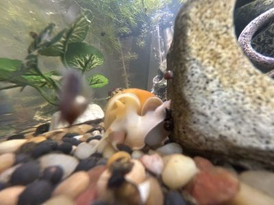 healthy gold mystery snails