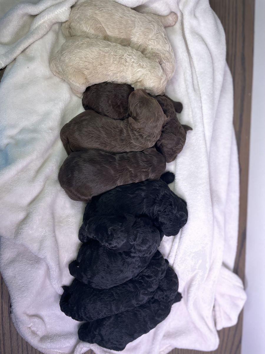 F1B Medium Size Goldendoodles