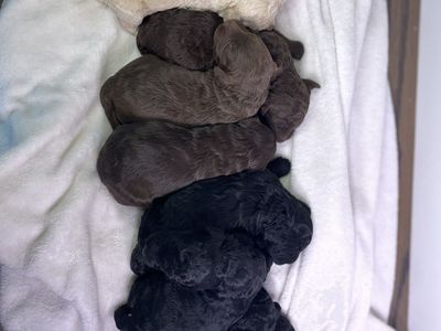 F1B Medium Size Goldendoodles
