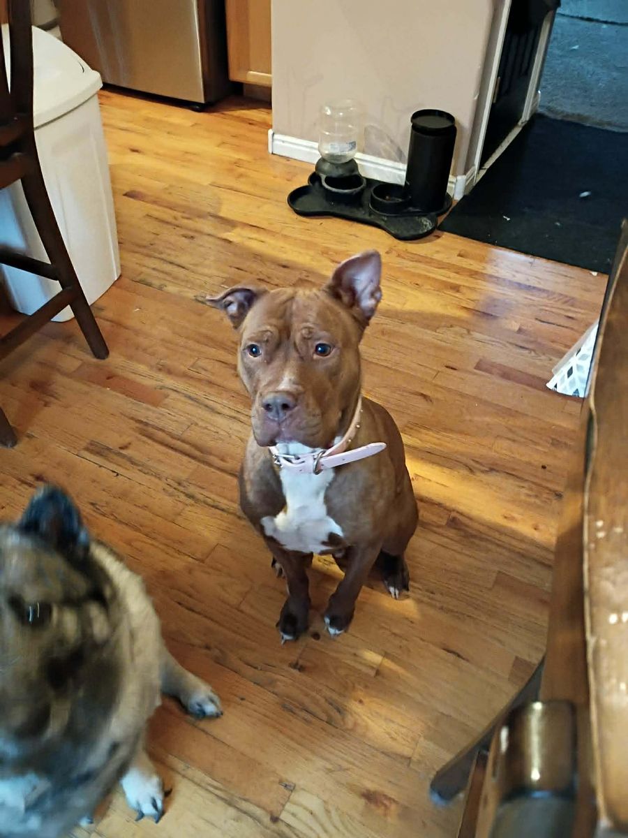 Female Purebred Staffordshire Terrier red nose Pit Bull - Brown / Brindle