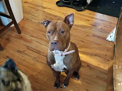 Female Purebred Staffordshire Terrier red nose Pit Bull - Brown / Brindle