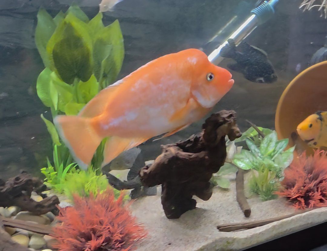 Midas/Red Devil Cichlid
