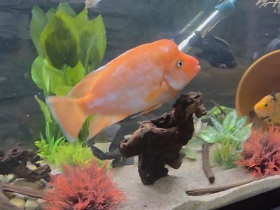 Midas/Red Devil Cichlid