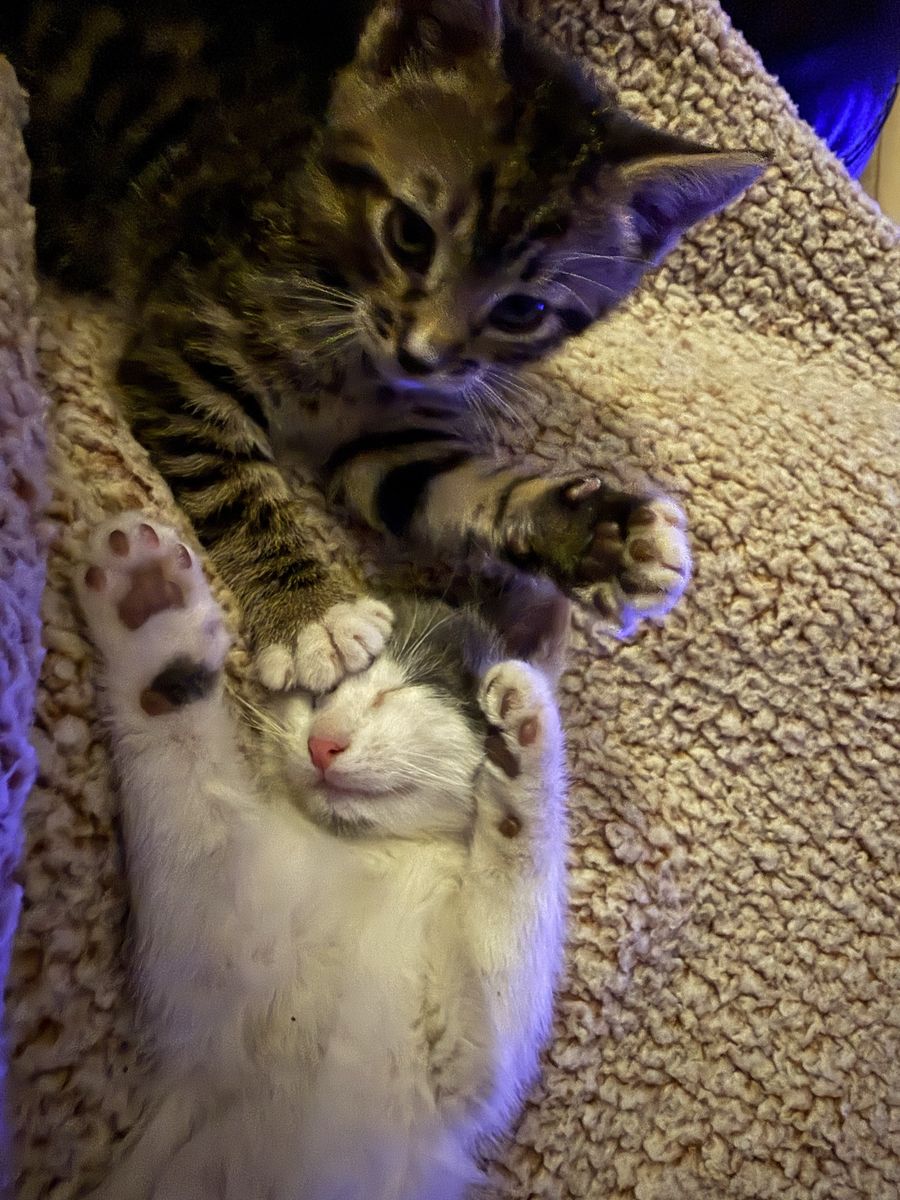 Kittens