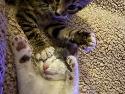Kittens