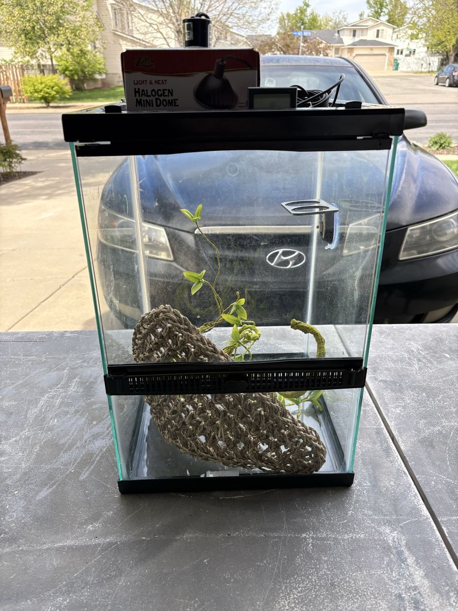 Gecko terrarium