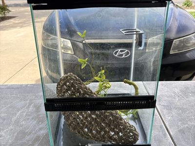 Gecko terrarium