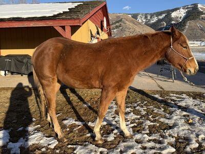 5 Year Old Head/ Ranch Horse