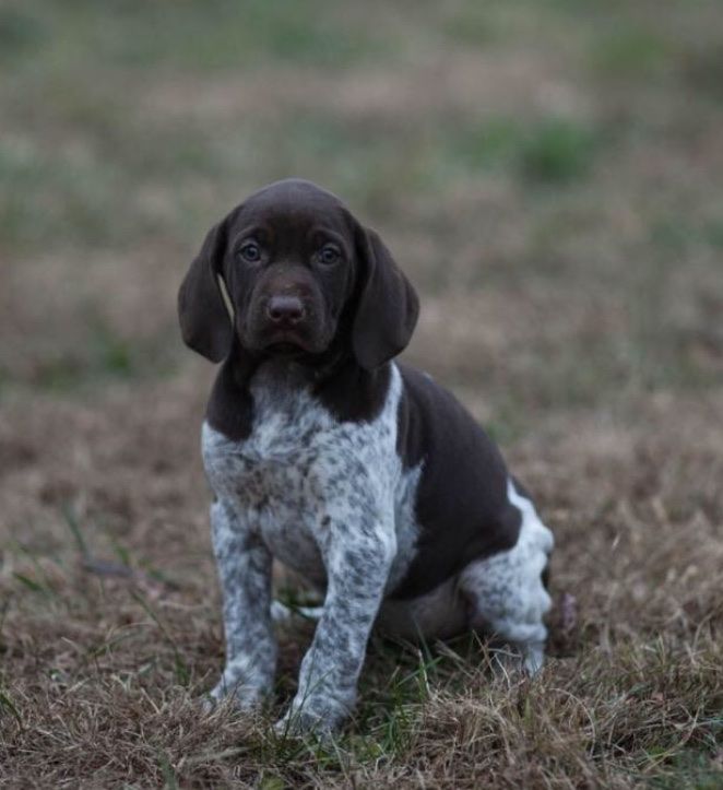 8 Week Old German Shorthair Pointer Puppies