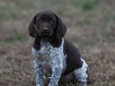 8 Week Old German Shorthair Pointer Puppies