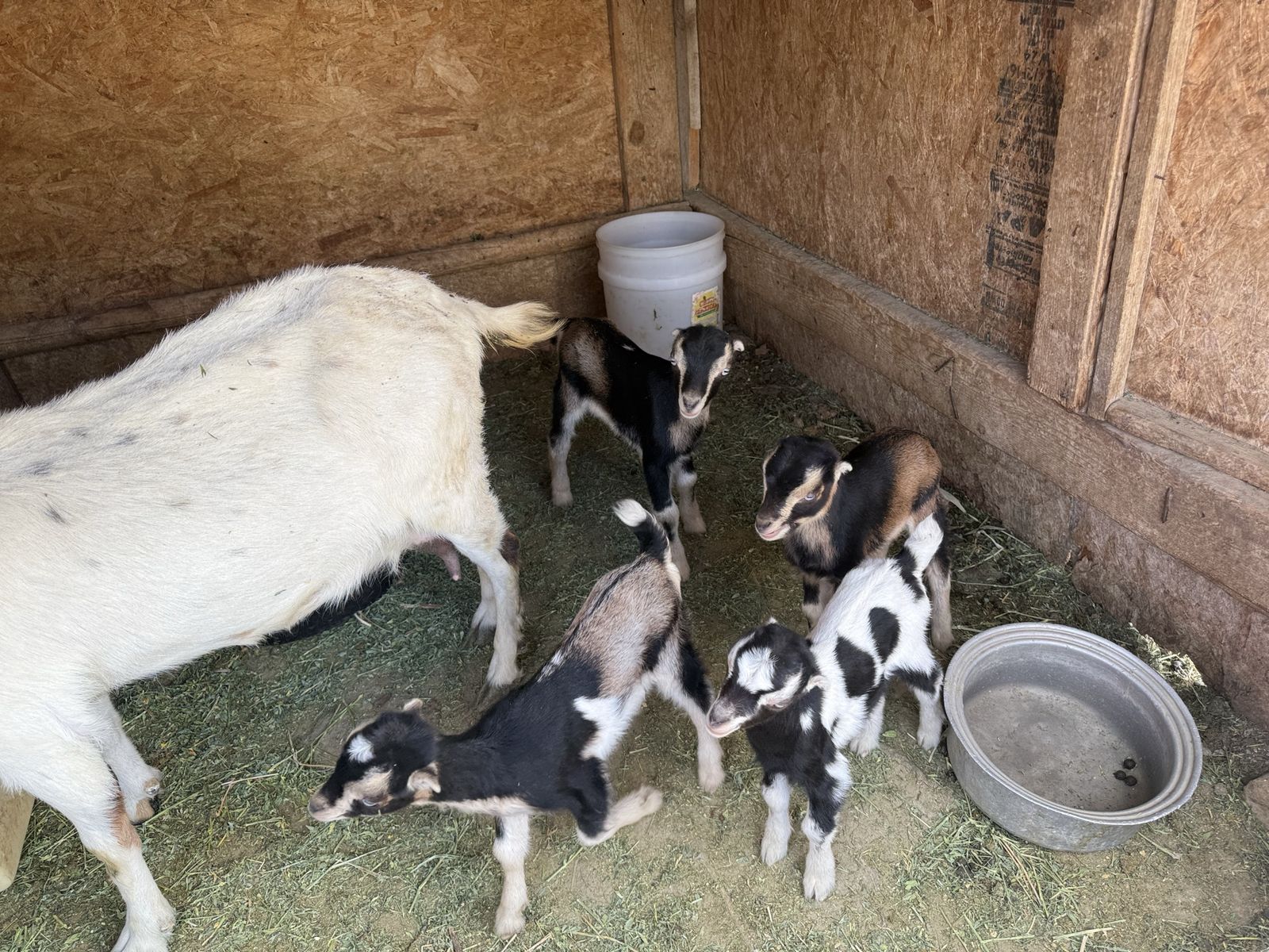 4 female mini lamancha bottle babies
