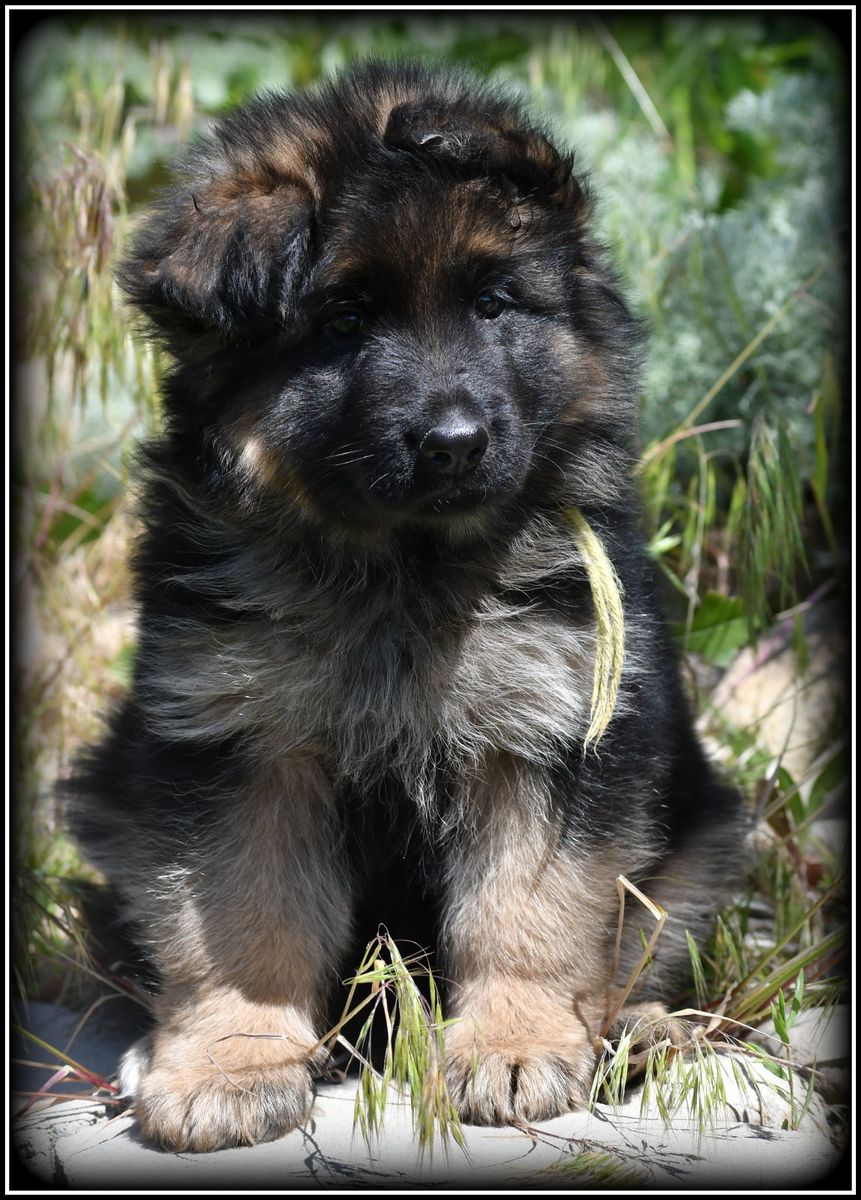 AKC Long Coat German Shepherd female pups
