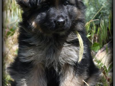 AKC Long Coat German Shepherd female pups