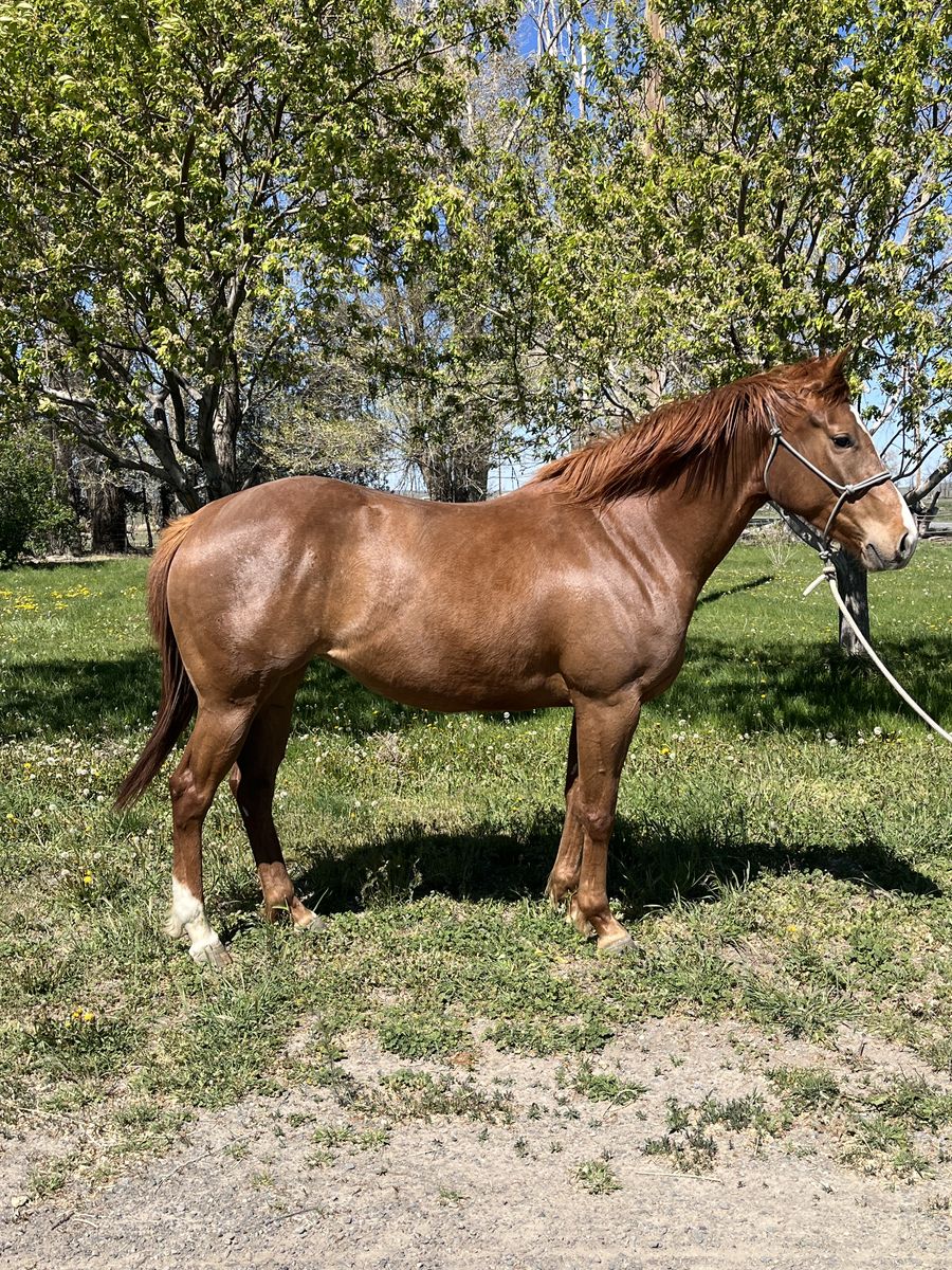 2023 Cow x Run Filly - Futurity Elgible!