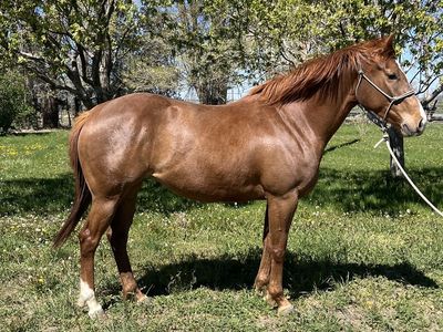 2023 Cow x Run Filly - Futurity Elgible!