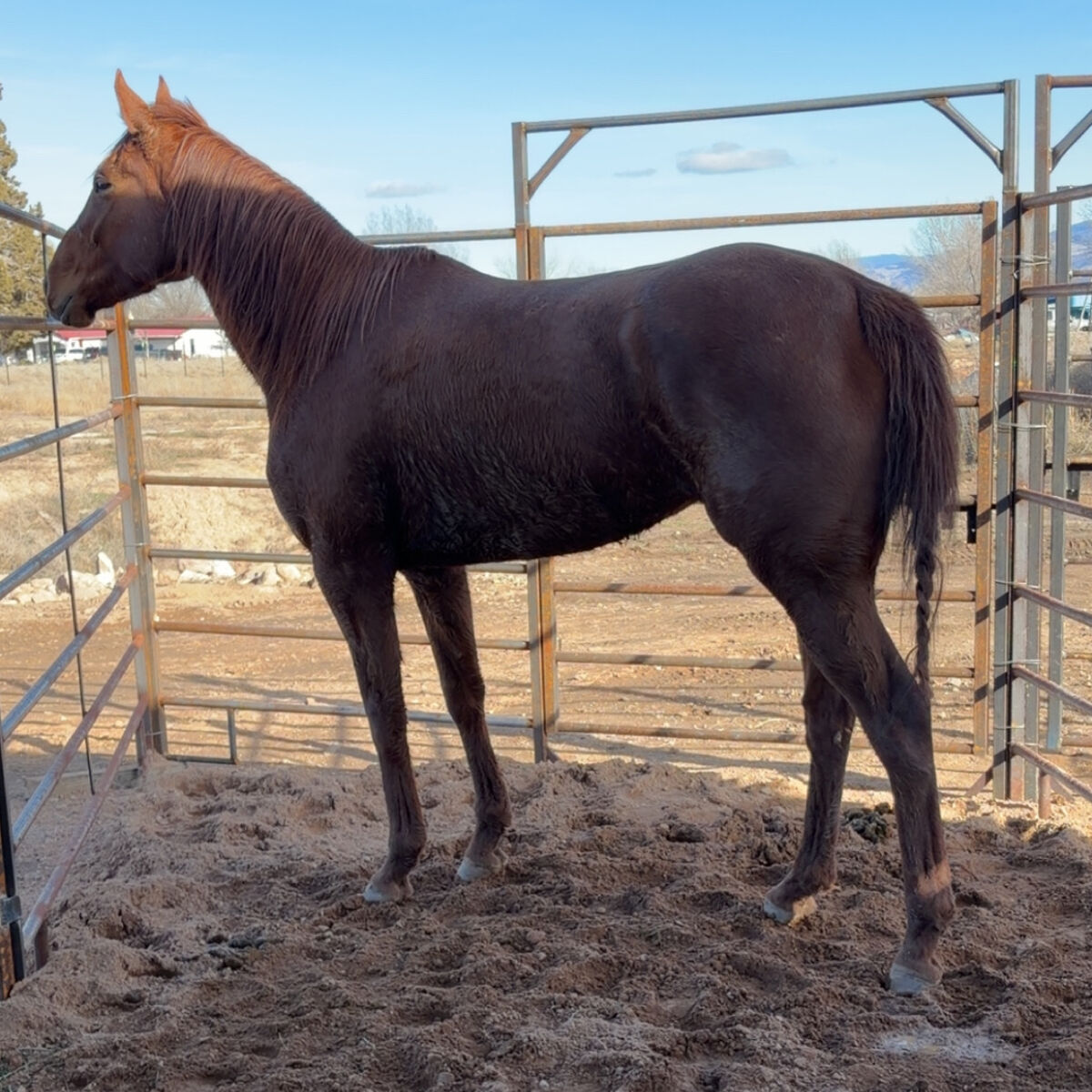 4 Year Old Tb (Maggy)