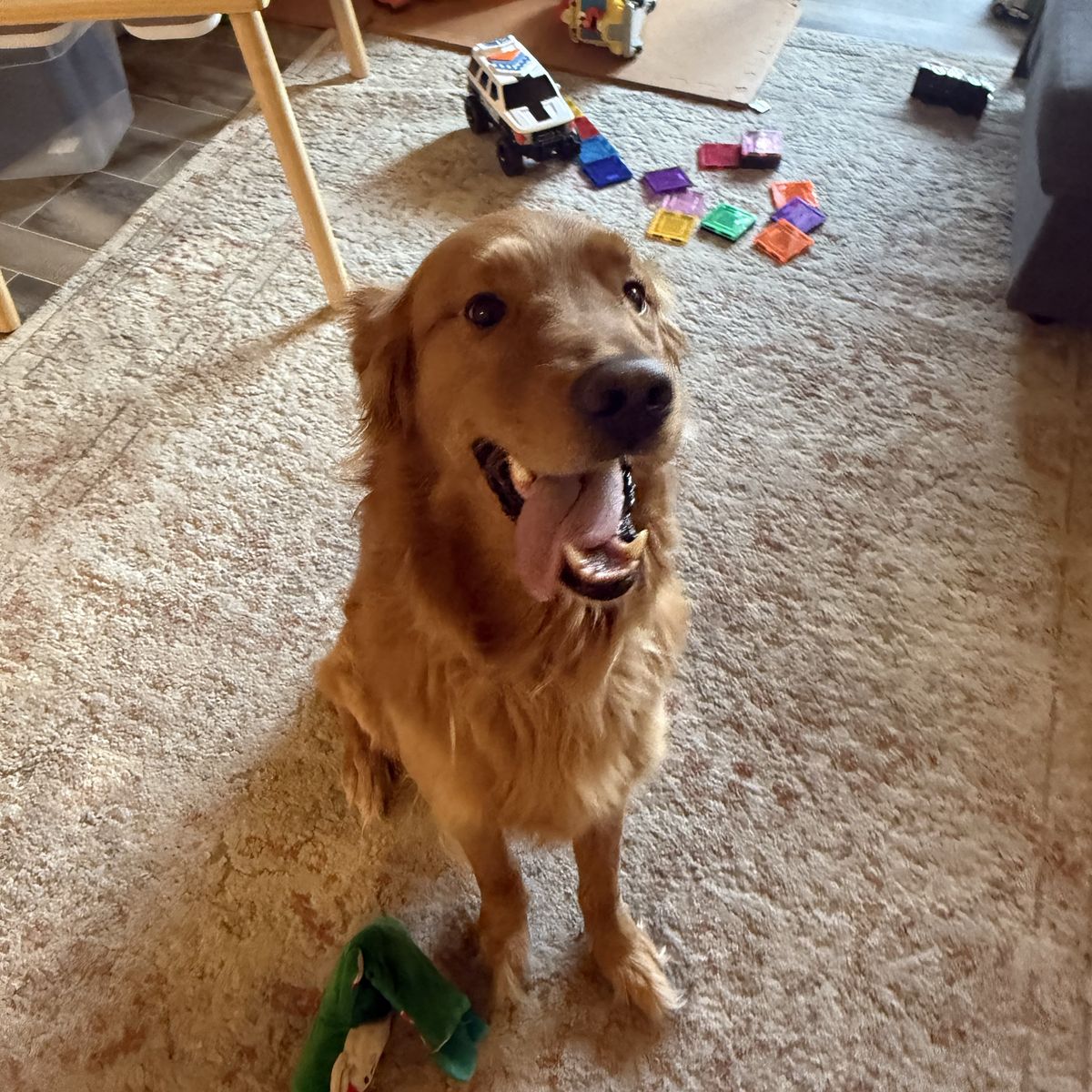 Golden Retriever Needs Home