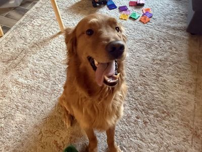 Golden Retriever Needs Home