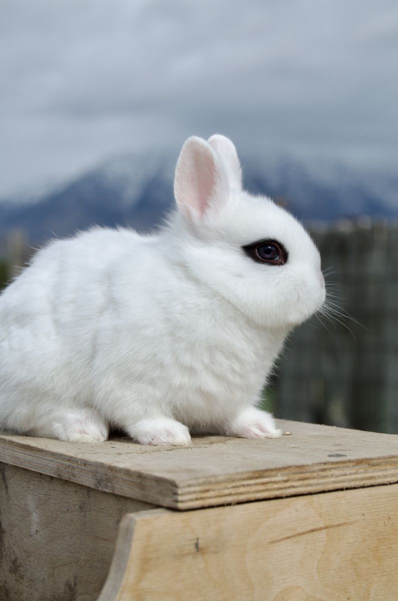RARE Tiny Dwarf Hotot Baby Boy