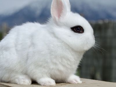RARE Tiny Dwarf Hotot Baby Boy