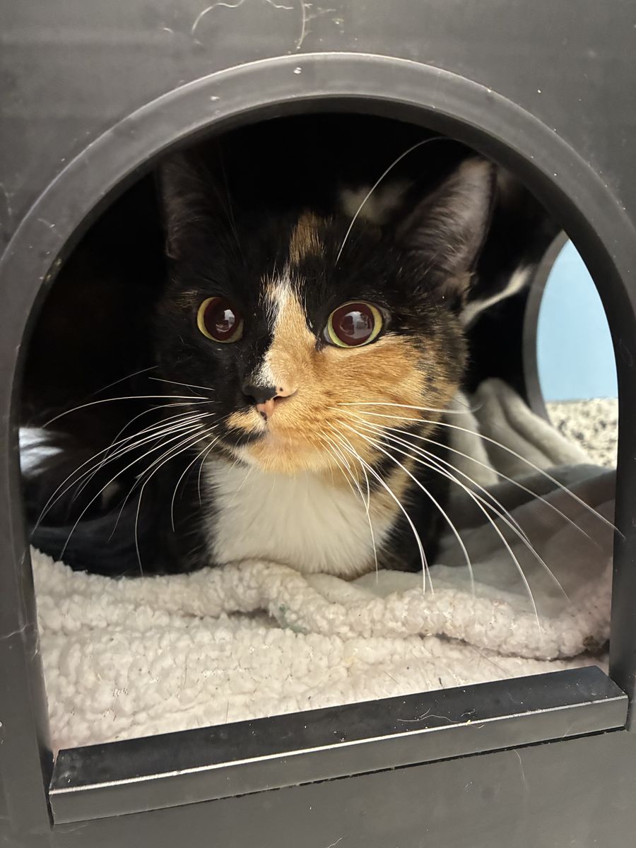 A164789 Butters is Available for Adoption!
