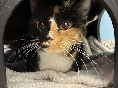 A164789 Butters is Available for Adoption!