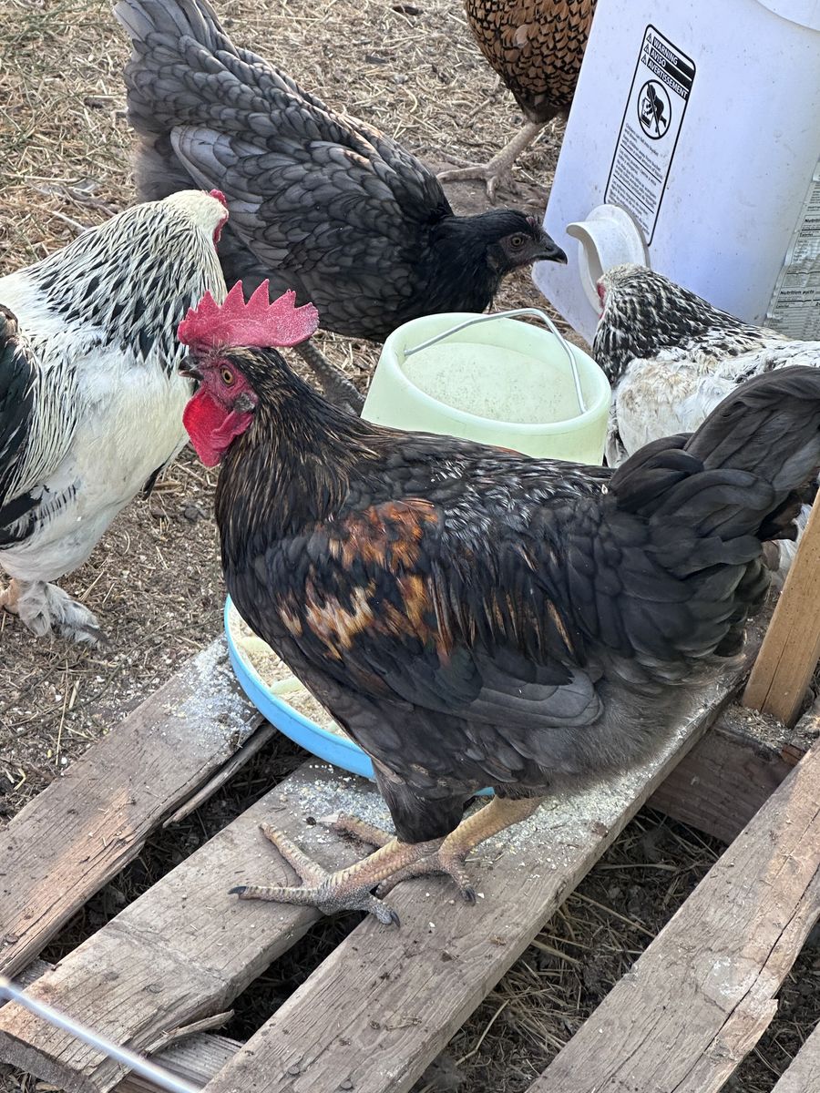 Rooster (3) for free