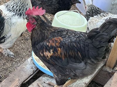 Rooster (3) for free