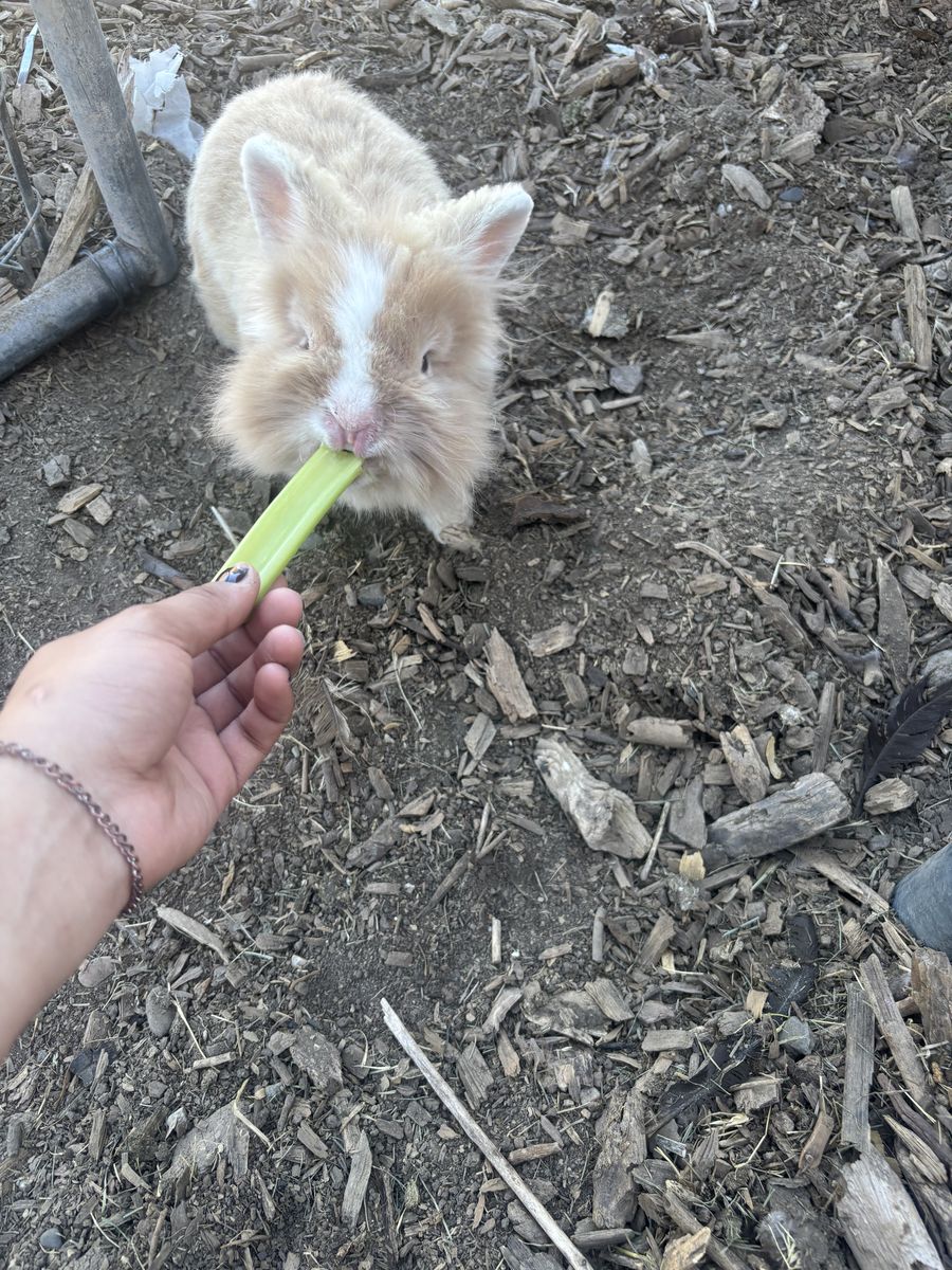 Lion head Bunny(Male, Unneutered)-Coffee