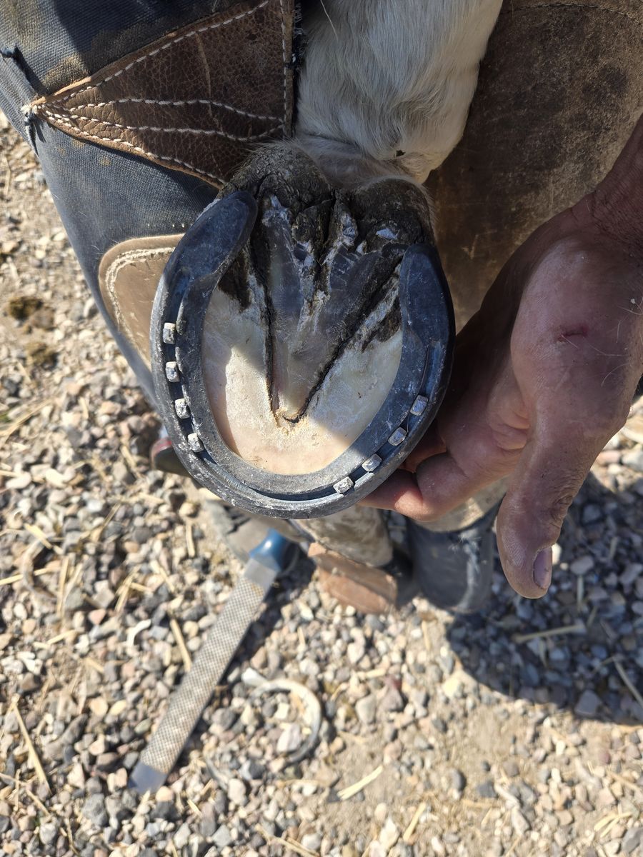 Horse shoeing