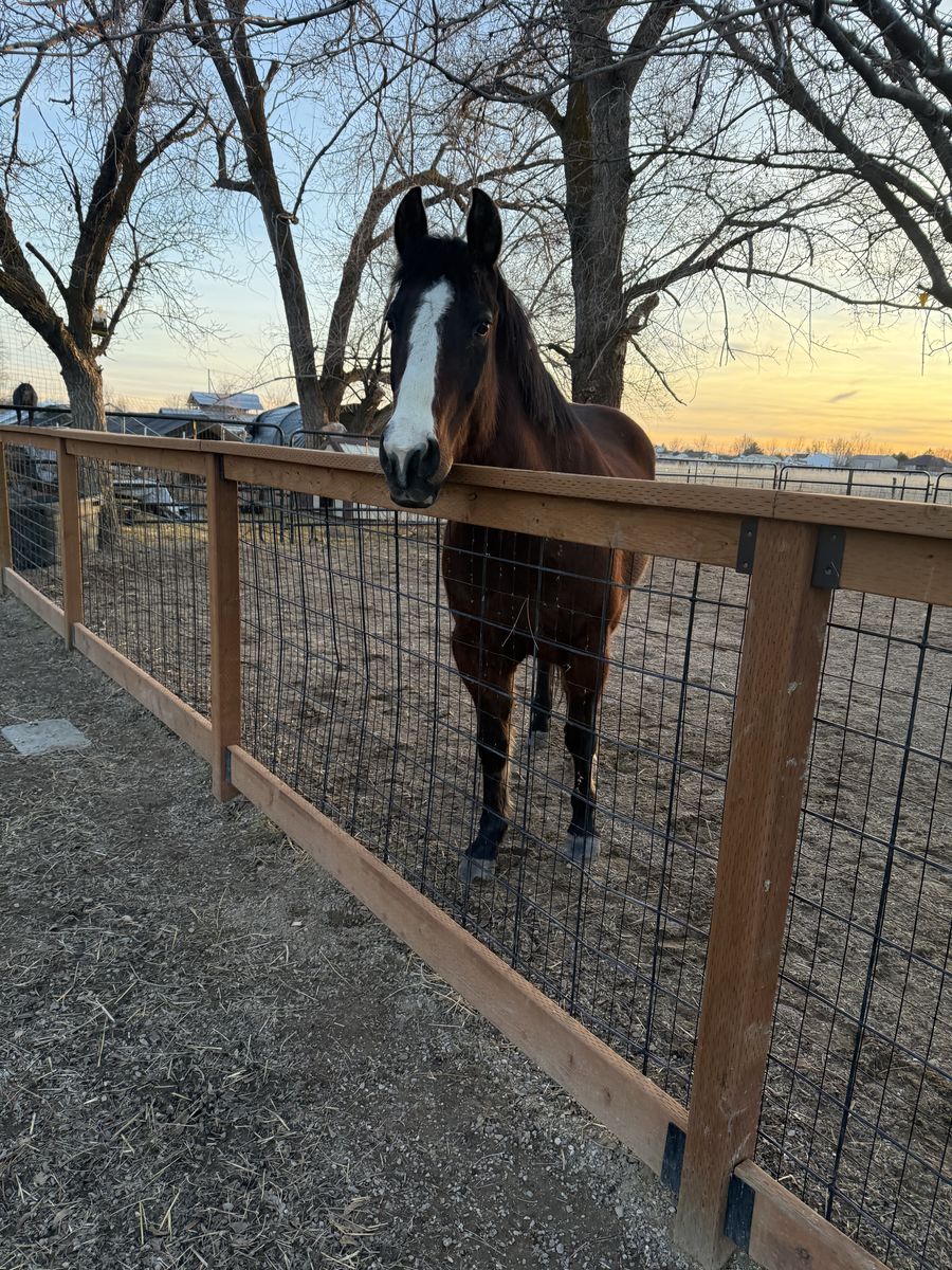 9 Year Old Grade QH Gelding