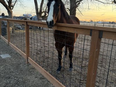9 Year Old Grade QH Gelding