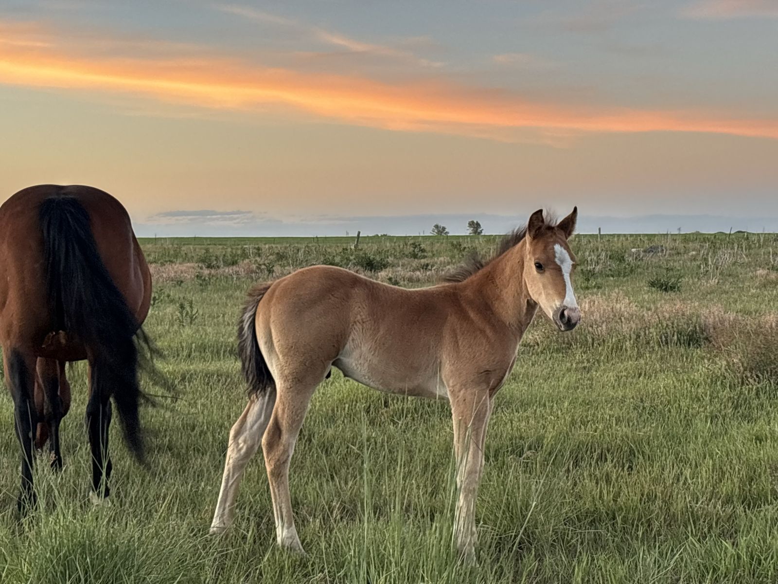 AQHA Buckskin Stud Colt