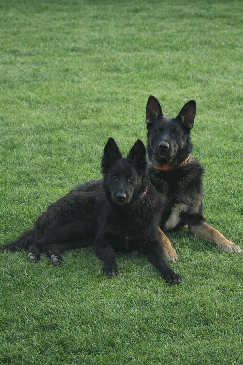 1 Year old Male German Shepherd