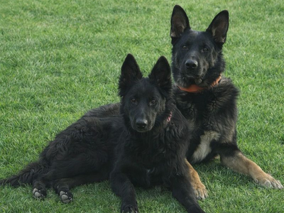 1 Year old Male German Shepherd