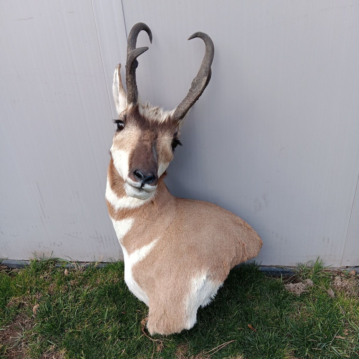 Antelope Mount