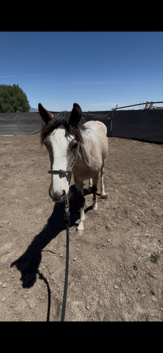 Mustang gelding