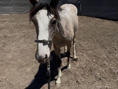 Mustang gelding