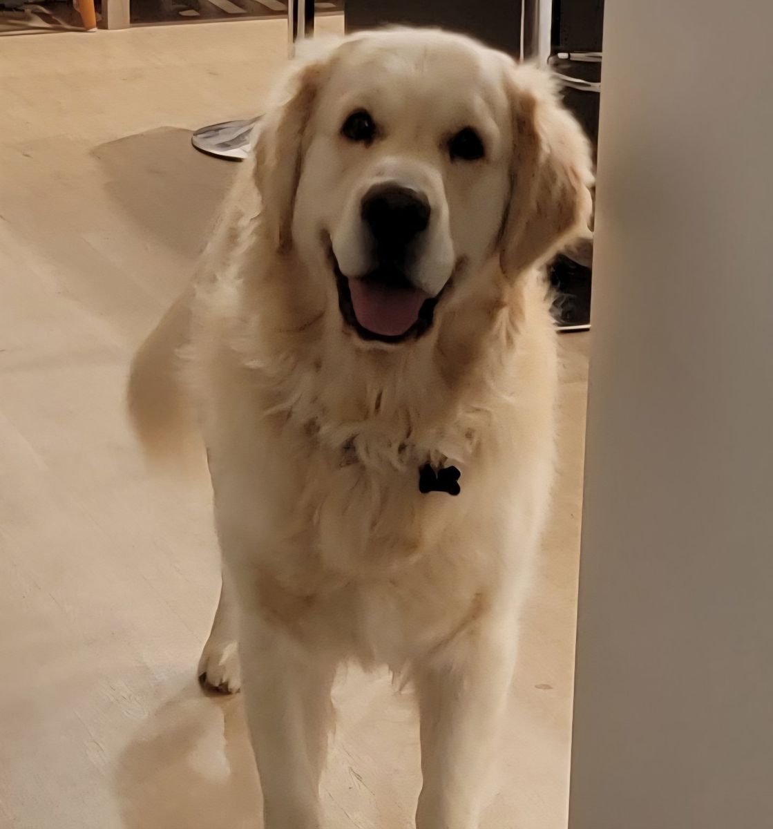 AKC English Cream STUD