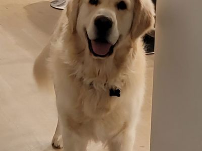 AKC English Cream STUD